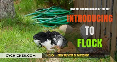 Introducing Chicks: Age and Size Considerations for Flock Harmony
