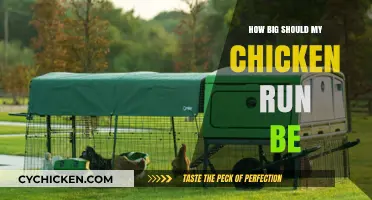Choosing the Perfect Chicken Run Size for Happy, Healthy Hens