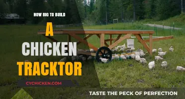 Building the Perfect Chicken Tractor: Size Guide for Happy Hens