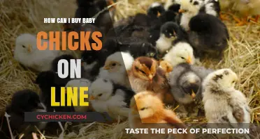 Buying Baby Chicks Online: A Step-by-Step Guide for Beginners