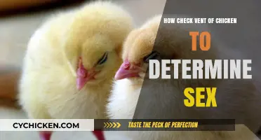Mastering Chicken Sexing: How to Check the Vent for Gender Identification