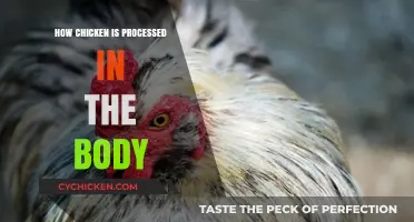 From Plate to Power: How Your Body Processes Chicken