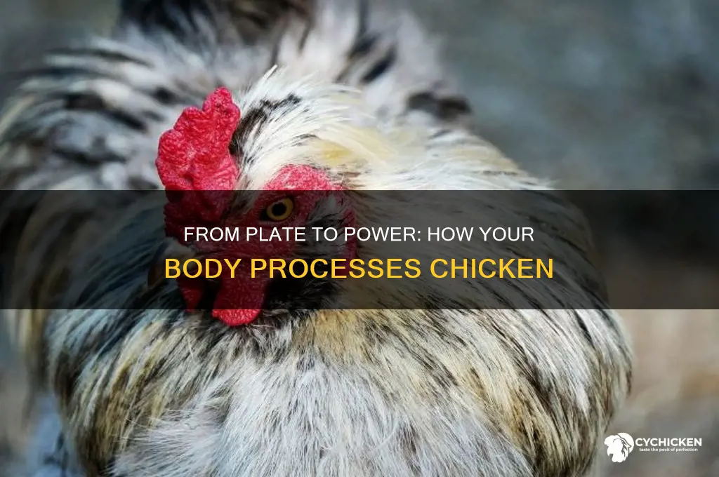 how chicken is processed in the body