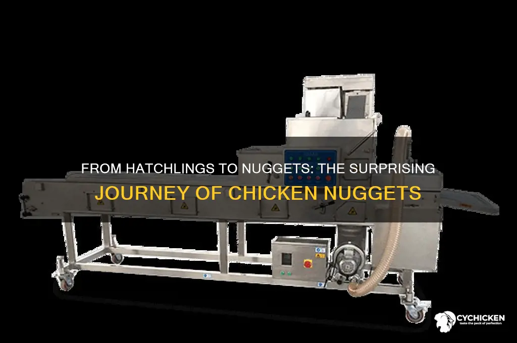 how chicken nuggets are made little chicks