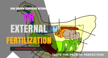 Understanding Chicken Reproduction: Internal vs. External Fertilization Explained
