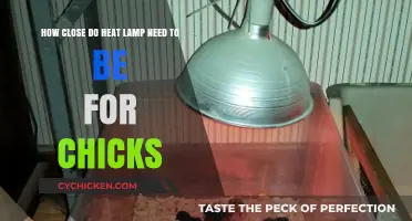 Heat Lamp Placement for Chicks: How Close is Too Close?