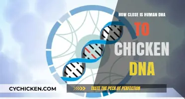 Unraveling the Surprising Genetic Similarities Between Humans and Chickens