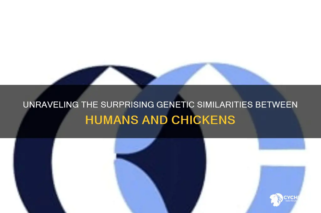 how close is human dna to chicken dna
