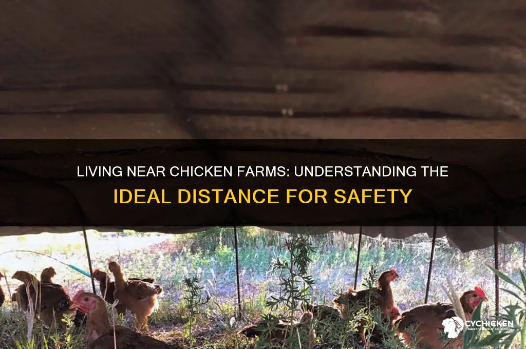how close is to close to chicken farms