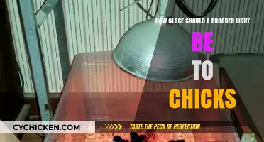 Brooder Light Setup: Optimal Distance for Chicks
