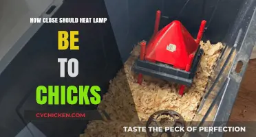 Optimal Heat Lamp Distance for Healthy and Happy Chicks
