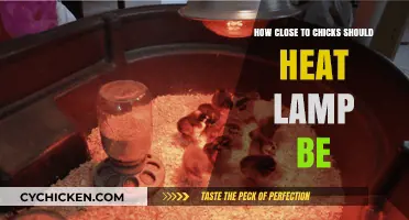 Optimal Heat Lamp Placement for Healthy and Happy Chicks