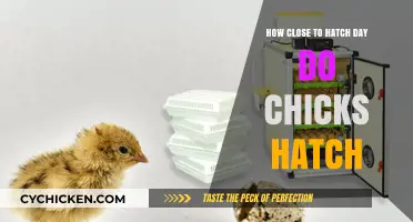 When Do Chicks Hatch? Timing Around Hatch Day Explained