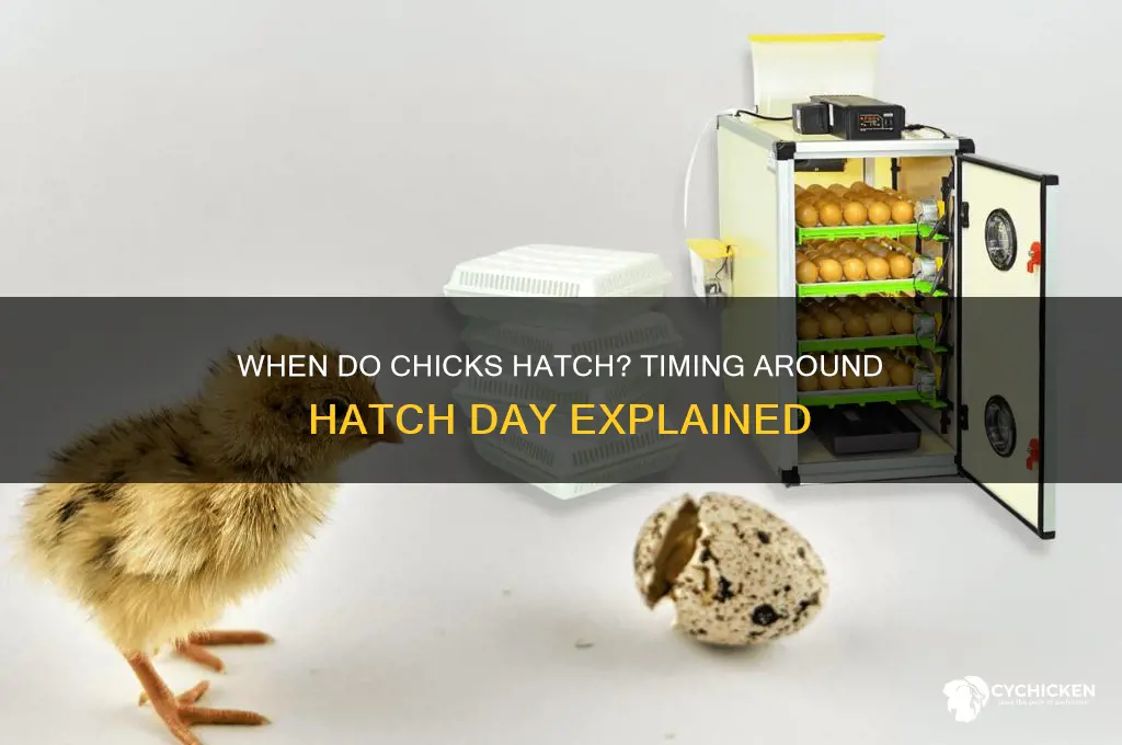 how close to hatch day do chicks hatch