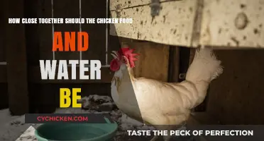 Positioning Chicken Food and Water: How Close is Too Close?