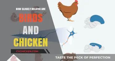 Unraveling the Evolutionary Link: Birds and Chickens' Surprising Genetic Connection