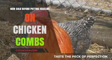 Protecting Chicken Combs: Vaseline Application in Cold Weather Guide