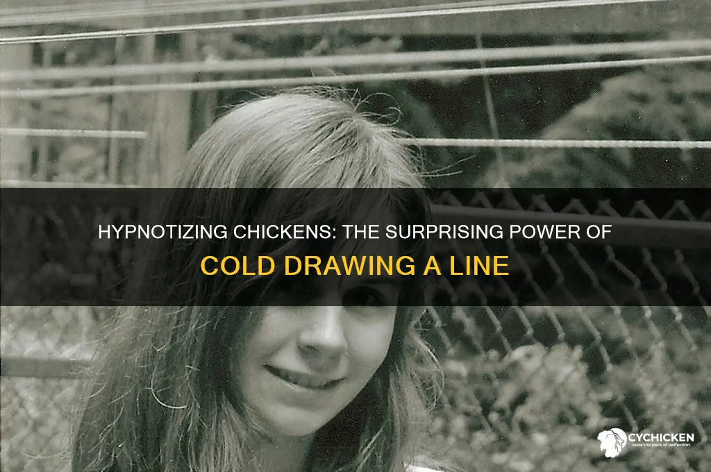 how cold drawing a line hypnotize a chicken