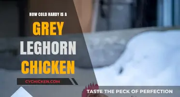 Grey Leghorn Chickens: Cold Hardiness and Winter Survival Tips