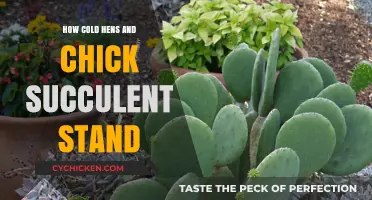 Cold-Hardy Hens and Chicks: Succulent Care Tips for Winter Survival