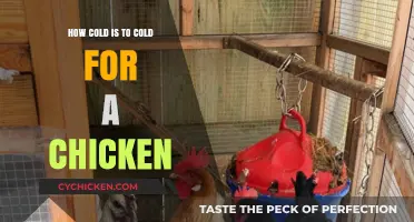 Chilling Truth: What’s Too Cold for Your Chickens' Comfort?