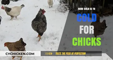 Chilling Truth: How Cold is Too Cold for Chicks?