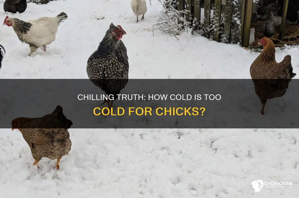 how cold is to cold for chicks