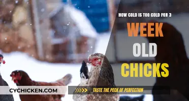 Chicks' Comfort: Ideal Temperature for Three-Week-Old Chicks