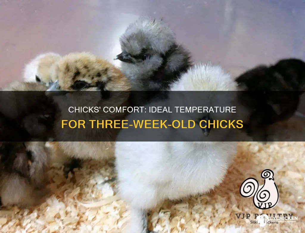 how cold is too cold for 3 week old chicks