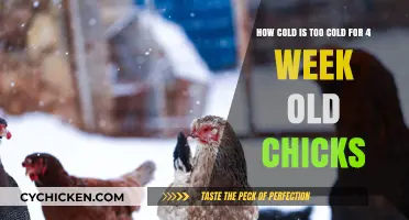 Baby Chicks and Cold Weather: How Low is Too Low?