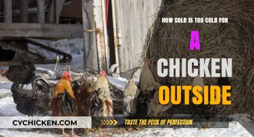Chilly Chickens: How Cold is Too Cold?
