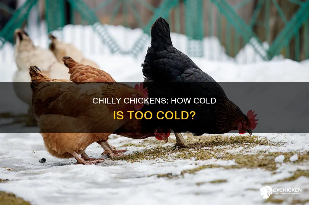 how cold is too cold for a chicken outside
