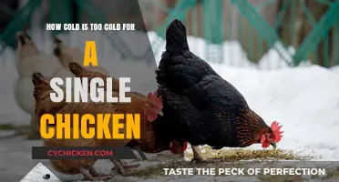 When Is It Too Cold for Your Chicken's Comfort?