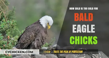 Bald Eagle Chicks: Surviving the Cold