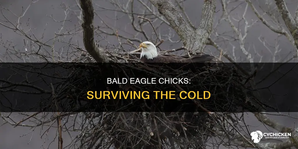 how cold is too cold for bald eagle chicks