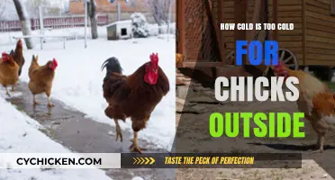 Chick Safety: When Outdoor Temperatures Become Too Cold for Chicks