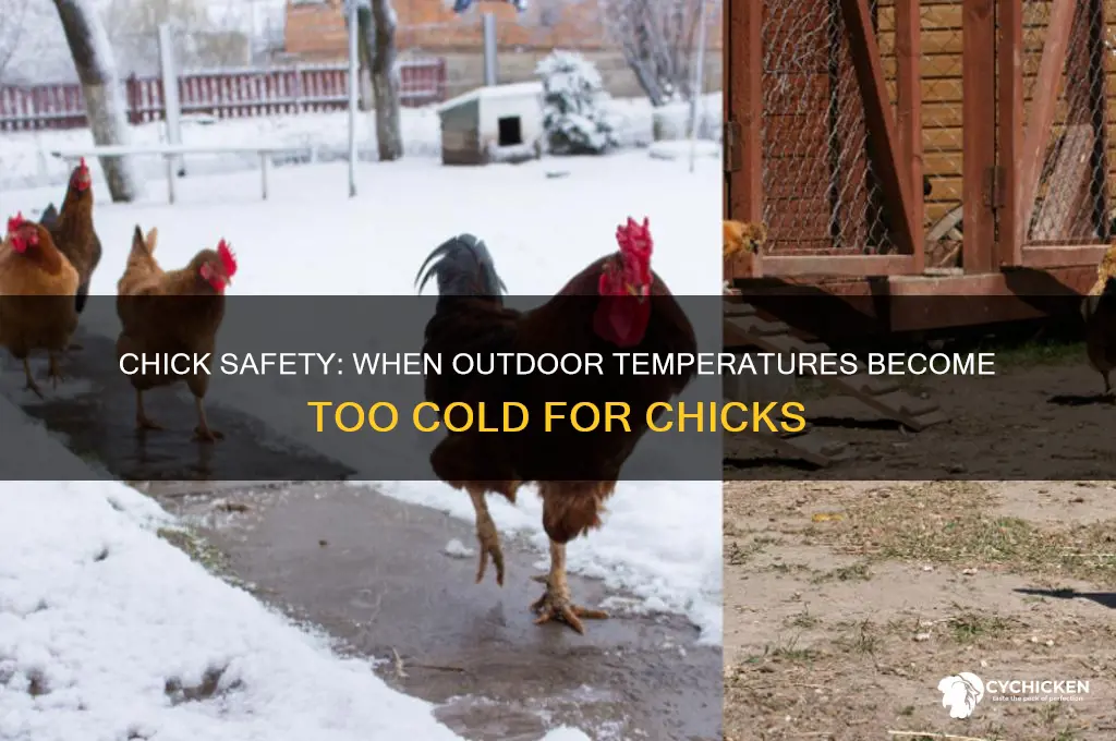 how cold is too cold for chicks outside