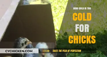 Chilling Truth: When Cold Temperatures Threaten Chick Health and Survival