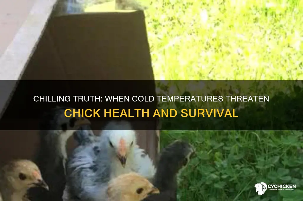 how cold is too cold for chicks