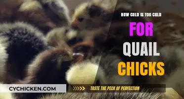 Chilling Truth: Safe Temperature Limits for Quail Chicks Revealed