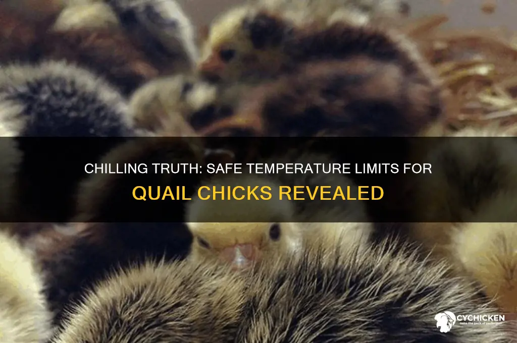 how cold is too cold for quail chicks
