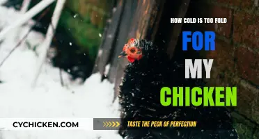 Chilling Truth: When Cold Temps Threaten Your Chicken's Health