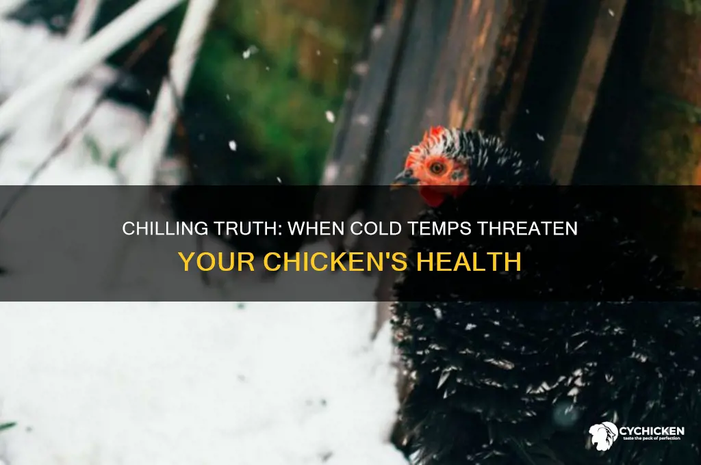how cold is too fold for my chicken
