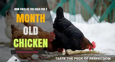 Chickens in Winter: Keeping Your Flock Warm and Cozy
