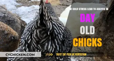 Cold Stress and Ascites in Day-Old Chicks