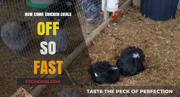 Why Chicken Cools Quickly: The Science Behind Fast Cooling Poultry