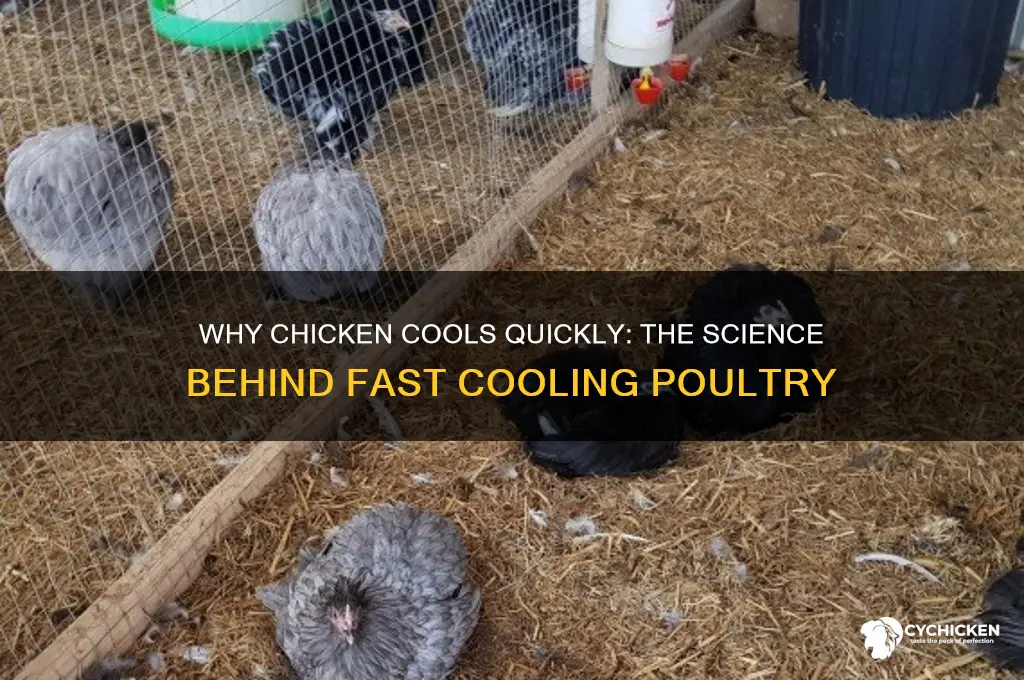 how come chicken cools off so fast