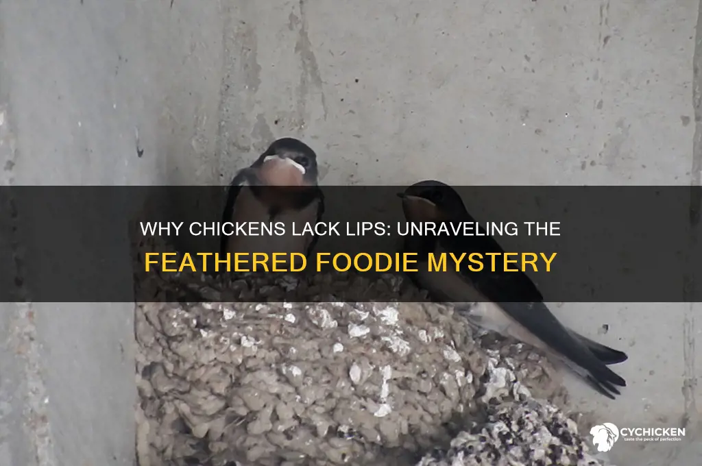 how come chicken don