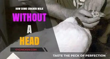 Why Chickens Can Walk Without a Head: The Surprising Science Behind It