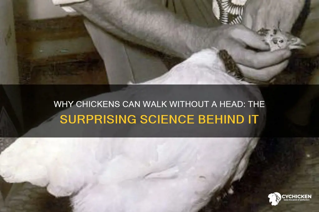 how come chicken walk without a head